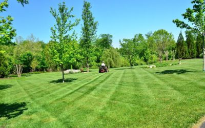 5 Tips for a Healthy and Beautiful Yard