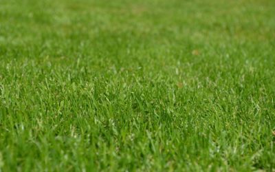 Best Practices For Summer Lawn Irrigation